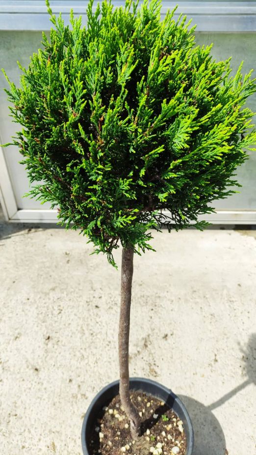 Cupressus leylandii ball 80cm kmeň